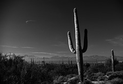Saguaro National Monument (8A)