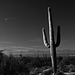 Saguaro National Monument (8A)