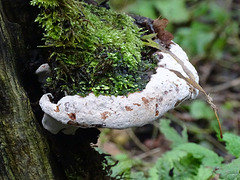 Large fungus and moss on tree