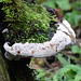 Large fungus and moss on tree