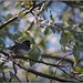 Snowbird calling in the apple tree