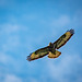 A buzzard at Burton Wetlands