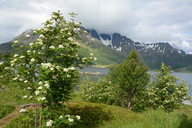 Norway, White Flowers in Lofoten Islands