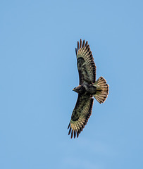 A buzzard riding the thermals