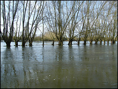 willows in the flood