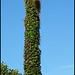 creeper-covered lamppost