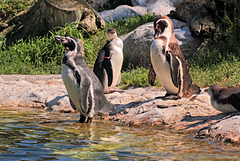 Tiergarten Schönbrunn - Humboldt-Pinguine