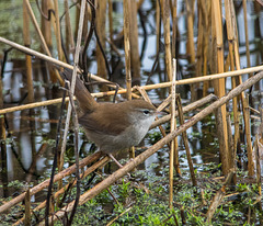 A Cetti 's Warbler in the reeds at Burton Wetlands