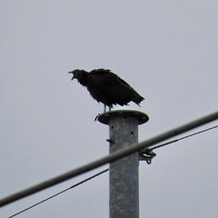 Black vulture - Coragyps atratus