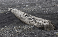 Driftwood at Jökulsárlón