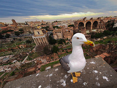 A Gull at the Roman Forum
