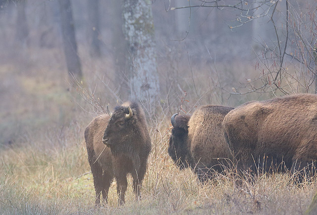 Herbe de bison
