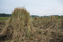 Stacks of rice straw