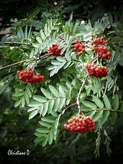Les baies du sorbier des oiseaux ***  Rowan berries