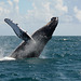 Dominican Republic, Pirouette Jump of Humpback Whale