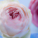 rose pâle