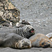 Elephant seals and giant petrels (2xPiP)