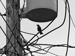 Cowbird Inspecting the Wires