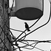 Cowbird Inspecting the Wires