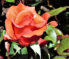 Lovely Rose Petals.