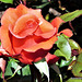 Lovely Rose Petals.