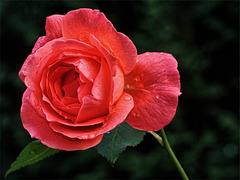 A Wednesday Rose