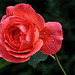 A Wednesday Rose