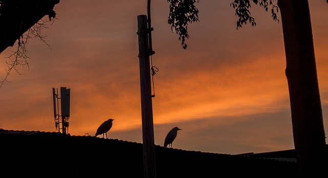 birds at dusk