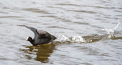 A coot in a hurry