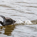 A coot in a hurry
