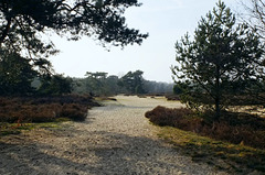 main path at sand drift 'De Zanding' Otterloo