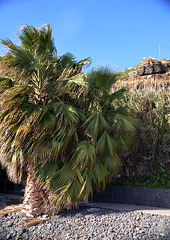 Palmenfeeling im Januar auf Madeira