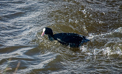 A coot in a hurry4