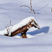 P1360589- Varan des neiges - Raquettes combe de léchaud.  13 février 2021