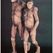 Lucy /Australopithecus africanus
