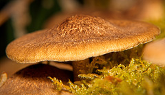 Die Pilze haben ihren Platz im weichen Moos :)) The mushrooms have their place in the soft moss :))  Les champignons ont leur place dans la mousse moelleuse :))