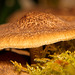Die Pilze haben ihren Platz im weichen Moos :)) The mushrooms have their place in the soft moss :))  Les champignons ont leur place dans la mousse moelleuse :))