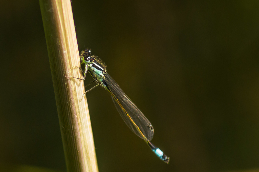 Damsel on a reed