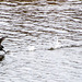 A coot running on water