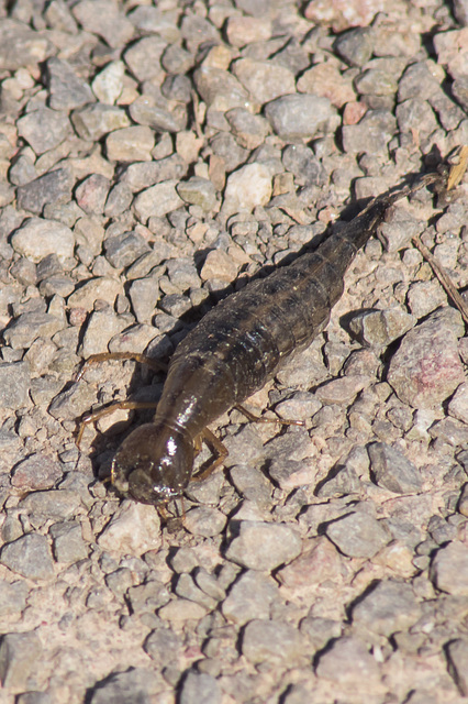 Great Diving Beetle Nymph