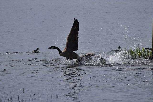 Canada Goose up up and away