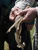 mue complète de couleuvre - complete molting snake