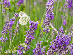 Green Veined White Butterfly on Lavender