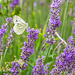 Green Veined White Butterfly on Lavender
