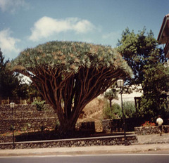 ES - Tacoronte - Dragon Tree