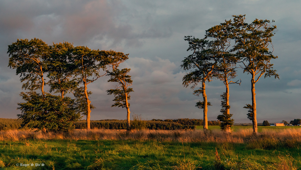 Trees in evening Sunlight.