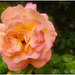 Rosa de jardín + (1 nota)