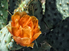 An Arizona Orange Blossom