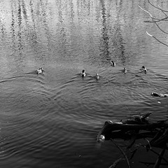 Ducks on the River