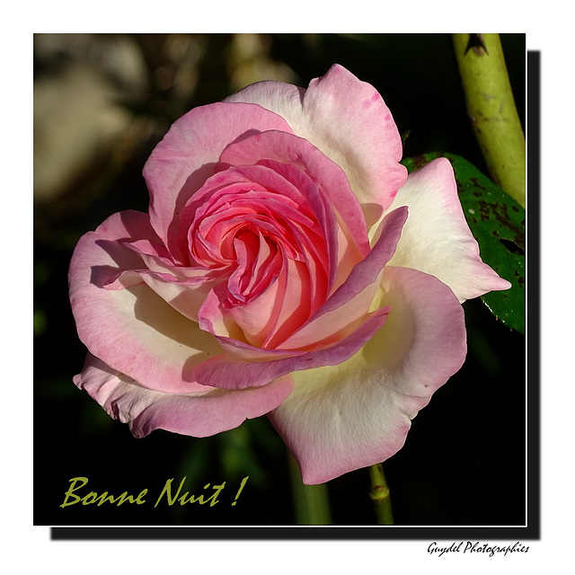 Rose du Soir ...